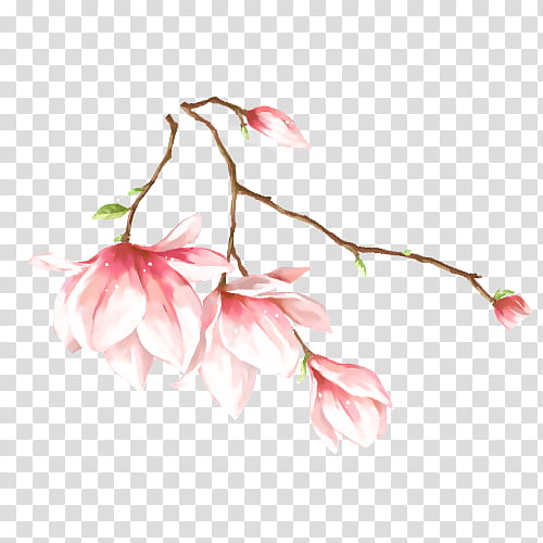 Cherry Blossom Flower, Peach, Watercolor Painting, Ink Wash Painting, Drawing, Leaf, Plant, Pink transparent background PNG clipart