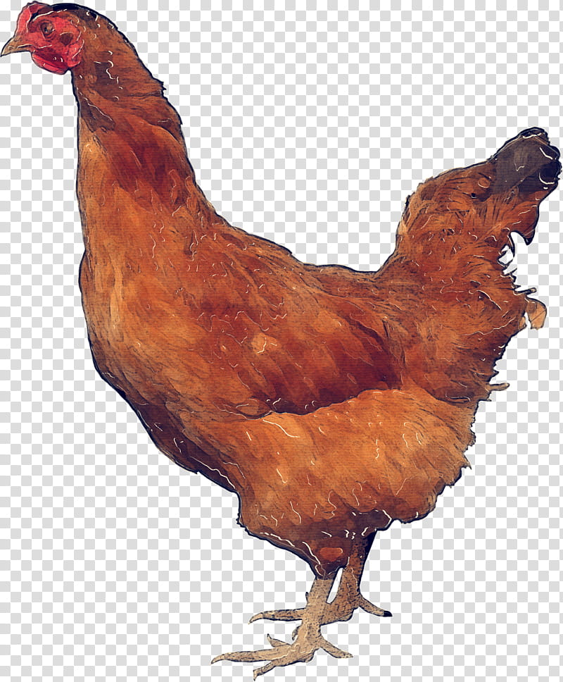 chicken bird rooster chicken meat poultry, Fowl, Live, Brown, Beak transparent background PNG clipart