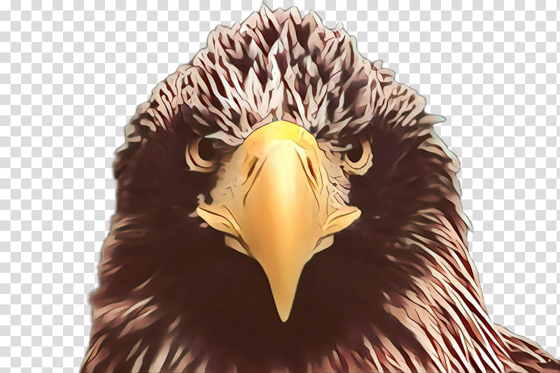 bird beak eagle bird of prey golden eagle, Accipitridae, Bald Eagle, Vulture, Stellers Sea Eagle transparent background PNG clipart
