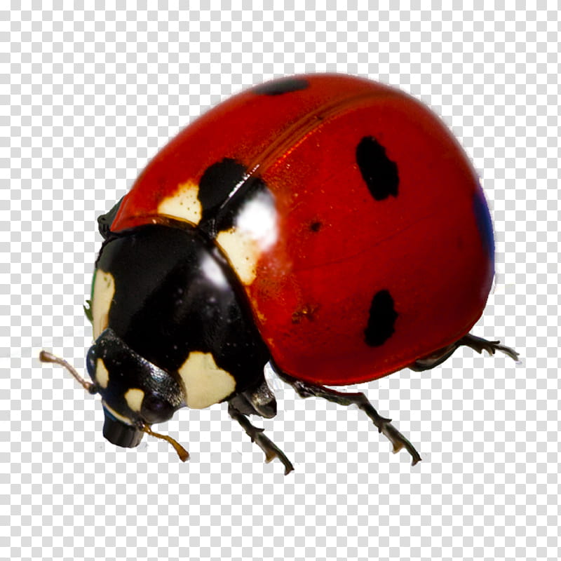 red ladybug close-up transparent background PNG clipart