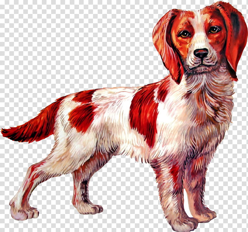 Dog And Cat, Irish Setter, English Setter, Animal, Puppy, Spaniel, Rabbit, Companion Dog transparent background PNG clipart