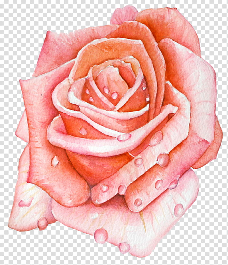 Pink Flower, Garden Roses, Cabbage Rose, Cut Flowers, Closeup, Petal, Pink M, Hybrid Tea Rose transparent background PNG clipart