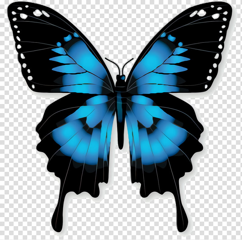 Butterfly, Ulysses Butterfly, Swallowtail Butterfly, Insect, Old World Swallowtail, Achillides, Birdwing, Pipevine Swallowtail transparent background PNG clipart