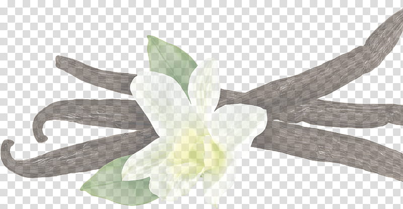 white flower plant petal dendrobium, Amaryllis Belladonna, Amaryllis Family transparent background PNG clipart