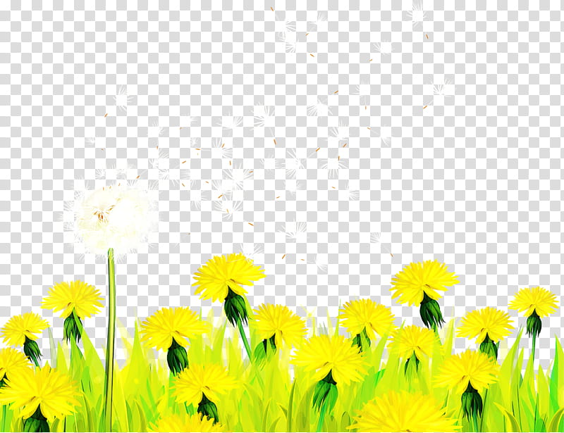 Sunflower, Yellow, Plant, Meadow, Dandelion, Sky, Wildflower, Petal transparent background PNG clipart