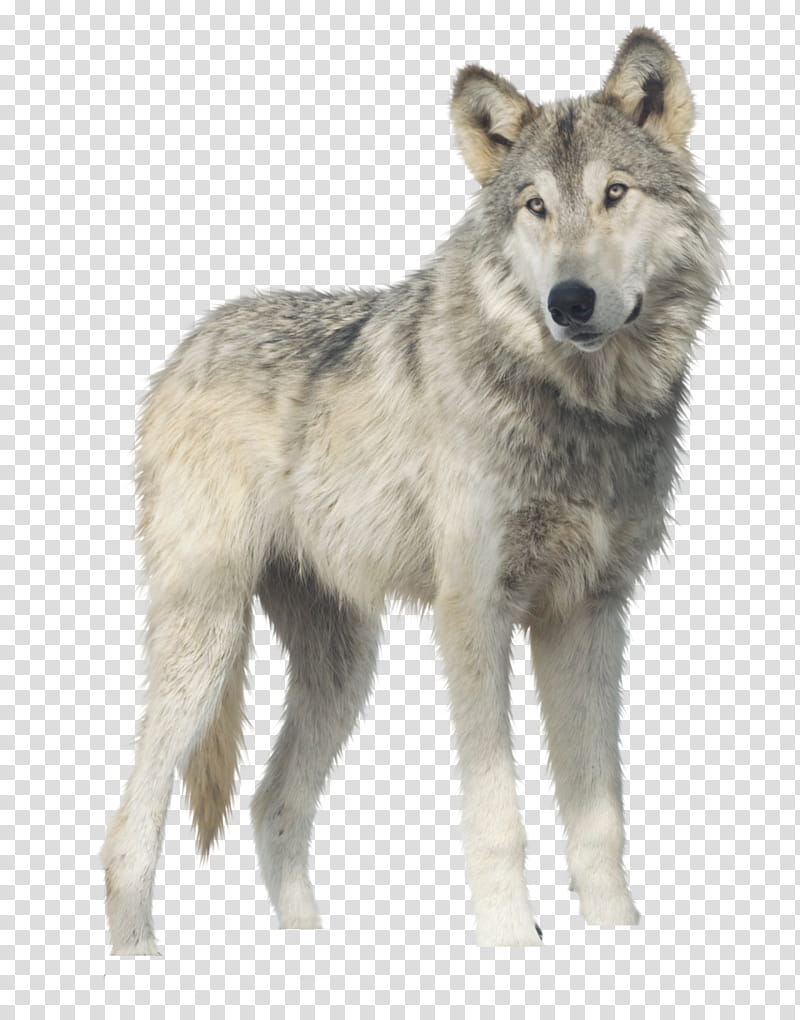 Jericho Wolf, gray wolf illustration transparent background PNG clipart
