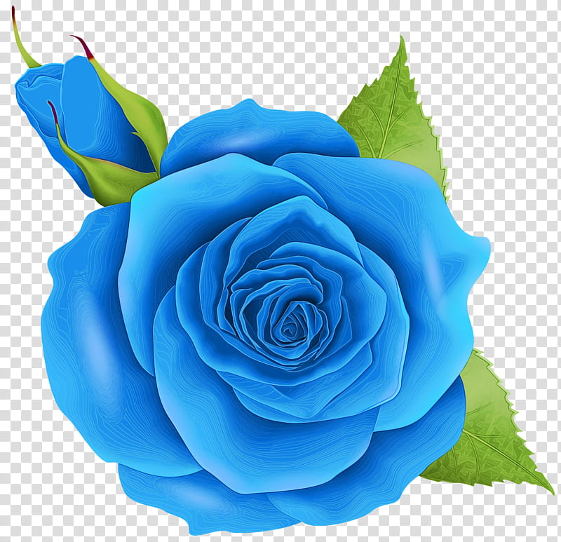 Blue Watercolor Flowers, Paint, Wet Ink, Garden Roses, Blue Rose, Cabbage Rose, Floribunda, Cut Flowers transparent background PNG clipart