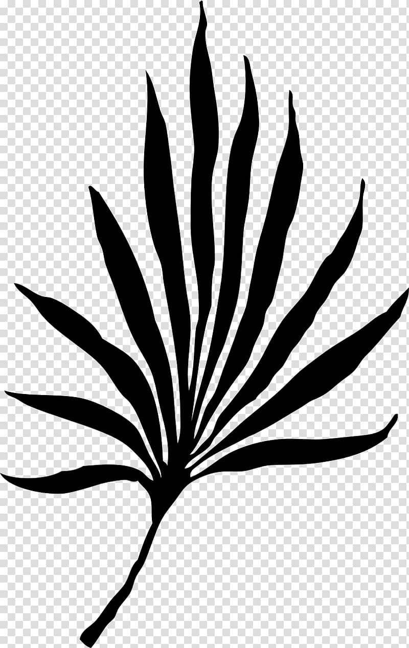 Palm Trees, Frond, Palm Branch, Leaf, Palmleaf Manuscript, Coconut, Asian Palmyra Palm, Arecales transparent background PNG clipart