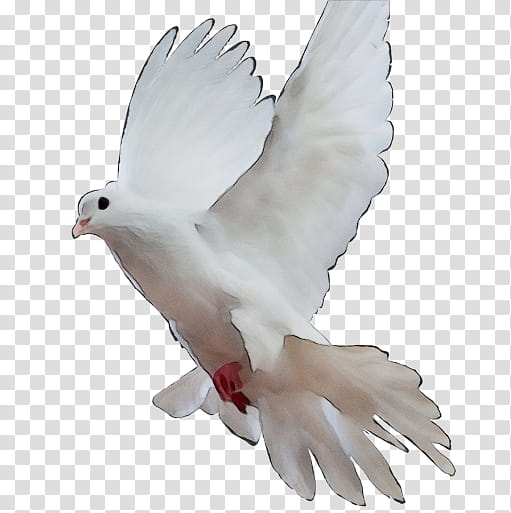 Feather, Watercolor, Paint, Wet Ink, Bird, Pigeons And Doves, White, Rock Dove transparent background PNG clipart