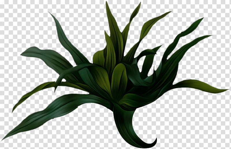 Lily Flower, Watercolor Painting, Choix Des Plus Belles Fleurs, Plant, Leaf, Terrestrial Plant, Houseplant, Grass transparent background PNG clipart