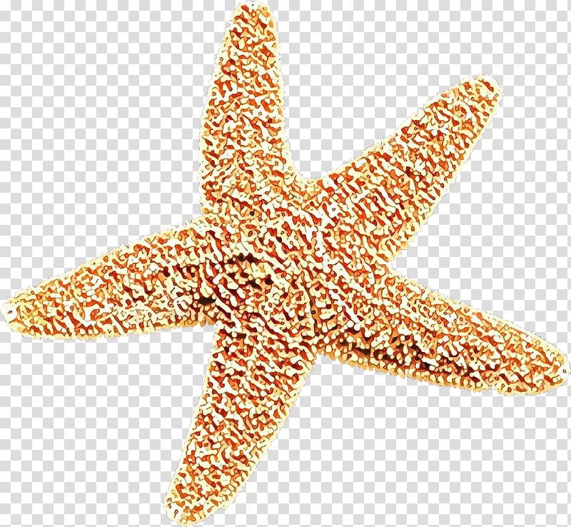 starfish marine invertebrates fashion accessory jewellery, Cartoon transparent background PNG clipart