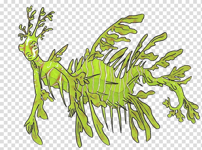 Mermaid Drawing, Syngnathidae, Seahorse, Leafy Seadragon, Common Seadragon, Artist, Animal, Plant transparent background PNG clipart