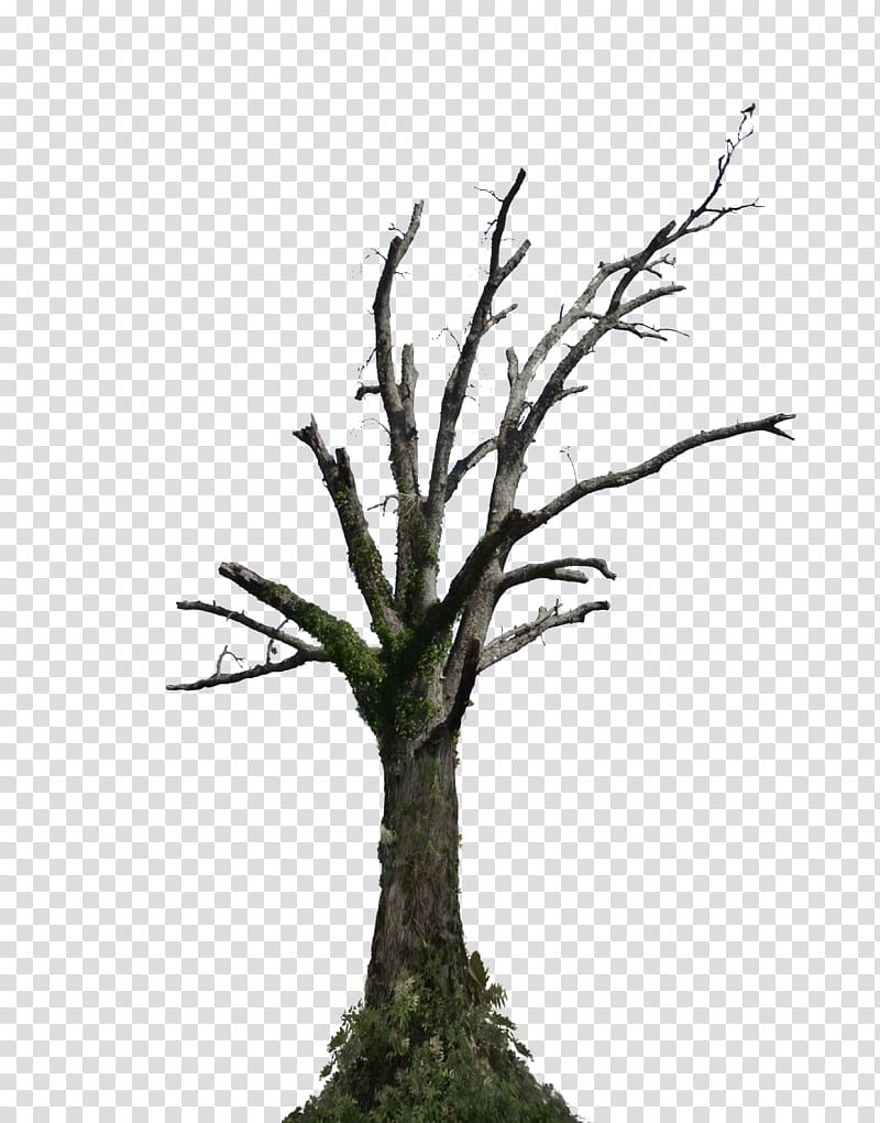 Dead Tree  With Ivy  transparent background PNG clipart