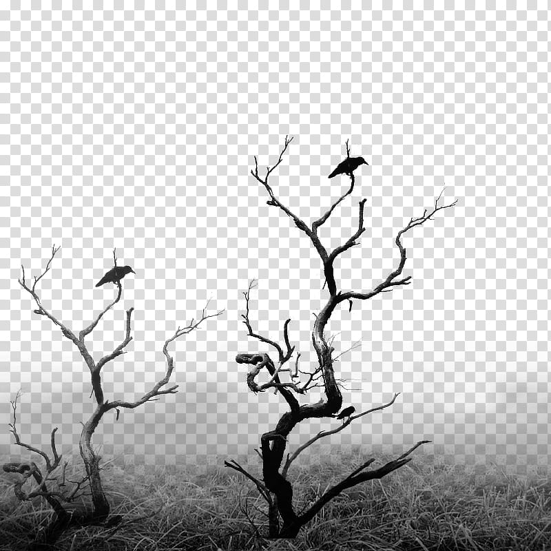 HALLOWEEN O, bare trees transparent background PNG clipart