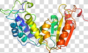 Vegetable, Line, Food transparent background PNG clipart thumbnail