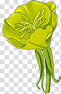 Botanical s, green petaled flower in bloom illustration transparent background PNG clipart