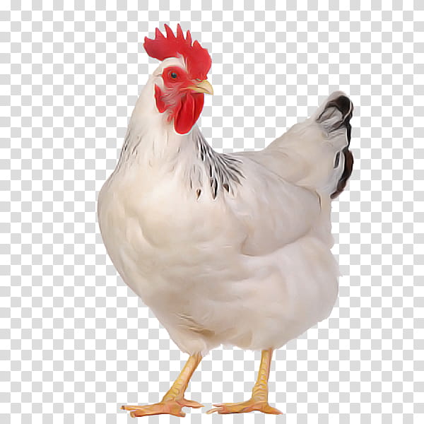 bird chicken rooster white comb, Beak, Poultry, Fowl transparent background PNG clipart