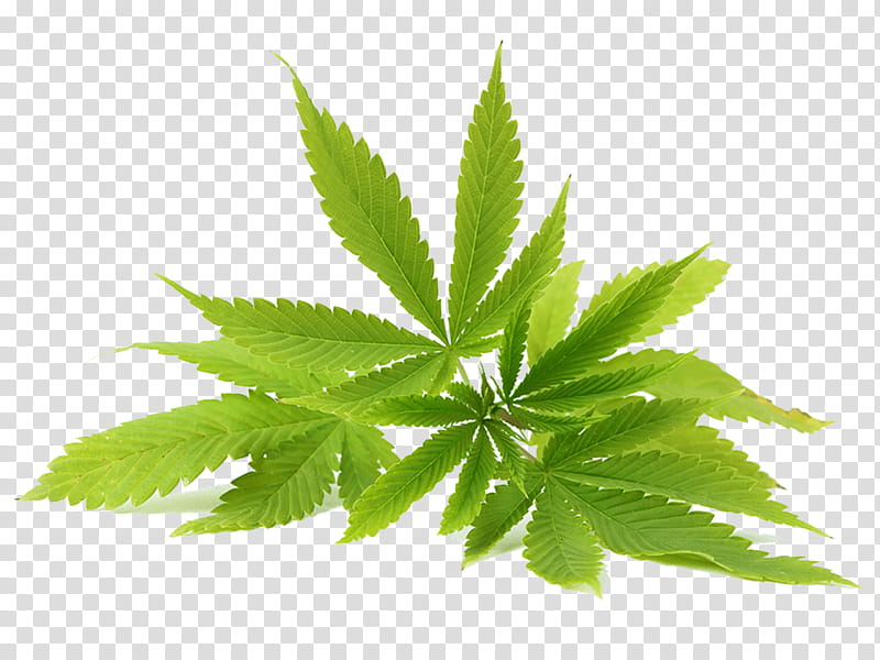 Cannabis sativa Hemp oil Cannabidiol, Plants, Cannabinoid, Medical Cannabis, Leaf, Flower, Herbal, Hemp Family transparent background PNG clipart