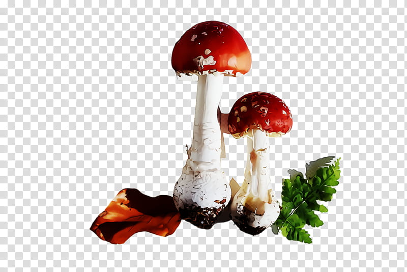 mushroom agaric fungus agaricus medicinal mushroom, Agaricomycetes, Matsutake transparent background PNG clipart