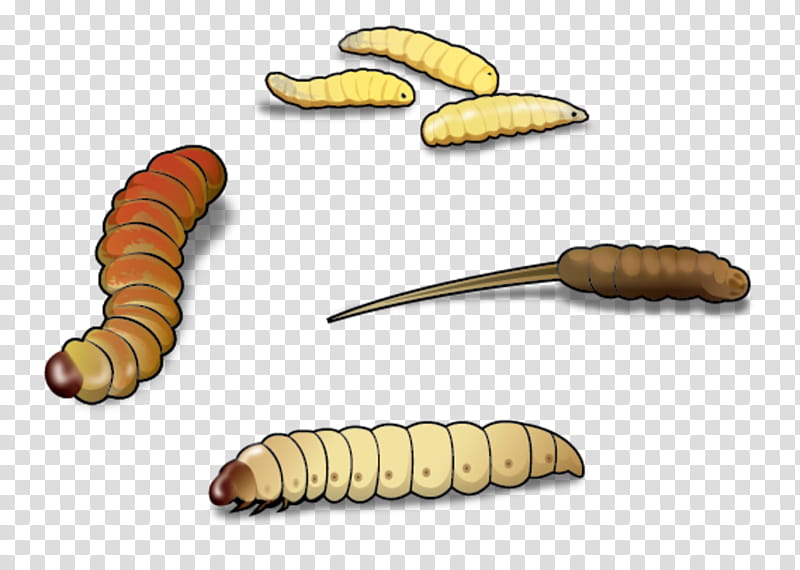 waxworm caterpillar larva mealworm insect, Darkling Beetles, Zophobas Morio transparent background PNG clipart