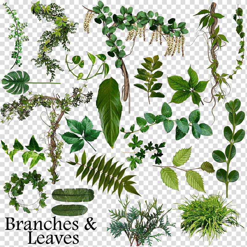 Branches and leaves resource, assorted leaves transparent background PNG clipart