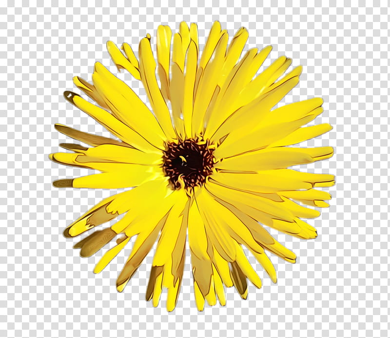 dandelion yellow flower dandelion english marigold, Watercolor, Paint, Wet Ink, Plant, Pollen, Petal, Flowering Plant transparent background PNG clipart