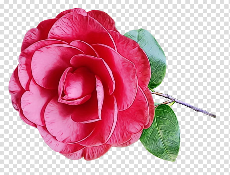 Pink Flower, Garden Roses, Cabbage Rose, Floribunda, Japanese Camellia, Cut Flowers, Petal, Artificial Flower transparent background PNG clipart