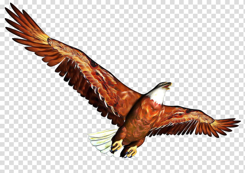 Bird Silhouette, Bald Eagle, Drawing, Animal, Vulture, Golden Eagle, Kite, Bird Of Prey transparent background PNG clipart
