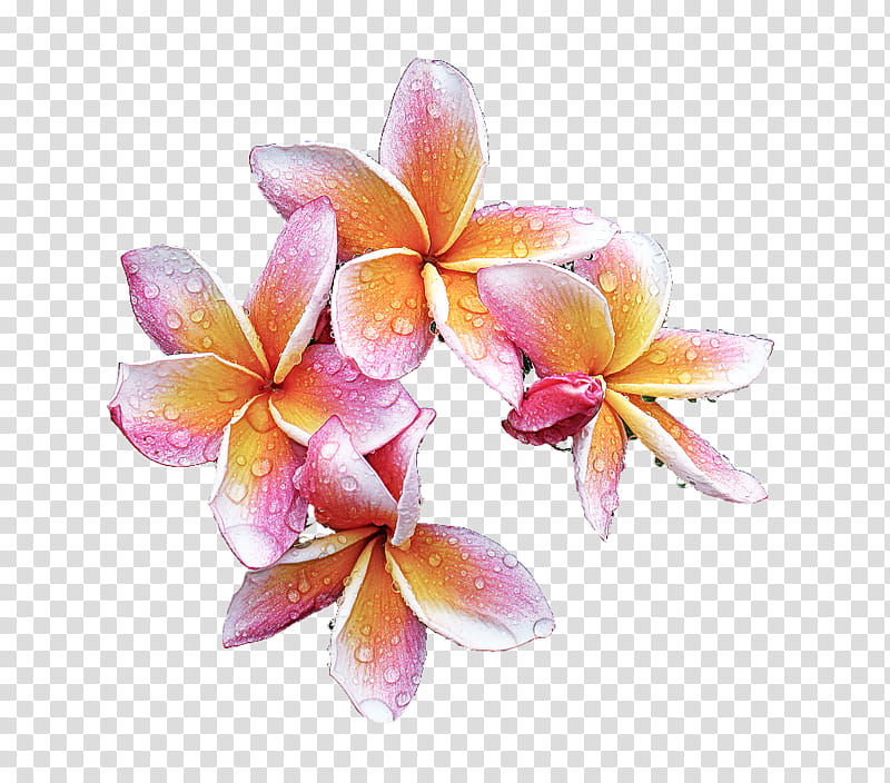 flower frangipani petal pink plant, Flowering Plant, Moth Orchid, Cattleya transparent background PNG clipart