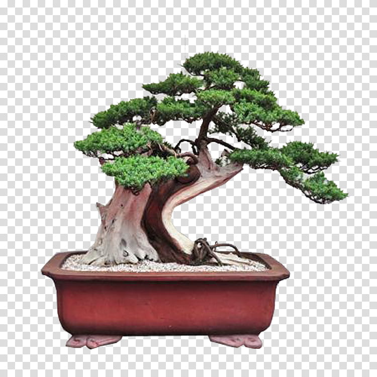 Family Tree, Chinese Sweet Plum, Penjing, Bonsai, Flowerpot, Chinese Garden, Landscape, Plants transparent background PNG clipart