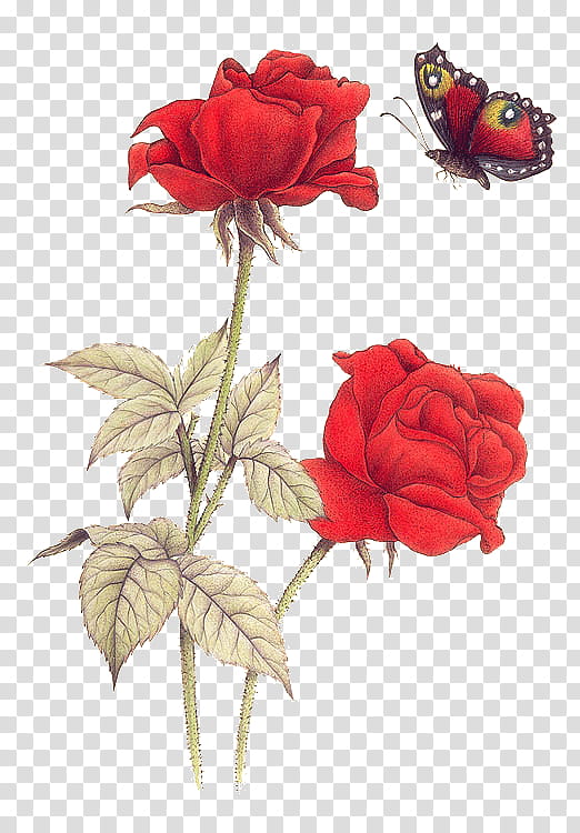 Exotic India S, two red rose flower art transparent background PNG clipart