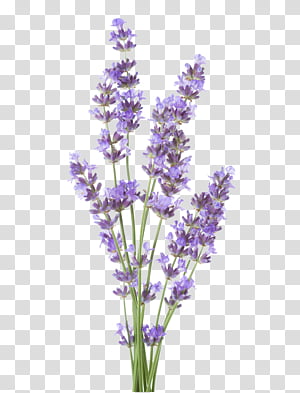 Lavender, Flower, Lilac, Plant, Purple, Violet, Cut Flowers, Buddleia ...