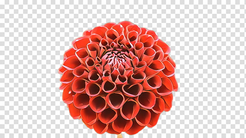 red flower dahlia plant cut flowers, Petal, Pollen, Gerbera transparent background PNG clipart