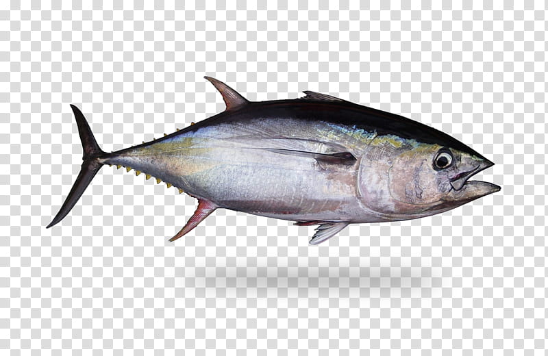 Oil, True Tunas, Yellowfin Tuna, Fish, Omega3 Fatty Acids, Mackerel, Salmon, Niacin transparent background PNG clipart