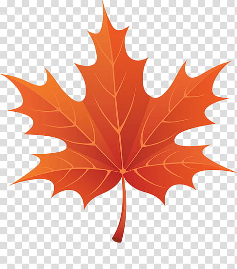 Red Maple Tree, Maple Leaf, Autumn, Autumn Leaf Color, Sugar Maple, Black Maple, Woody Plant, Plane transparent background PNG clipart