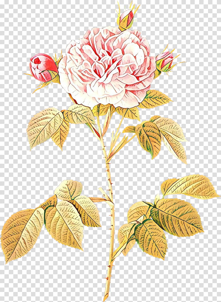 Flowers, Moss Rose, Rosa Great Maidens Blush, French Rose, Pink, Garden, Poster, White Rose Of York transparent background PNG clipart