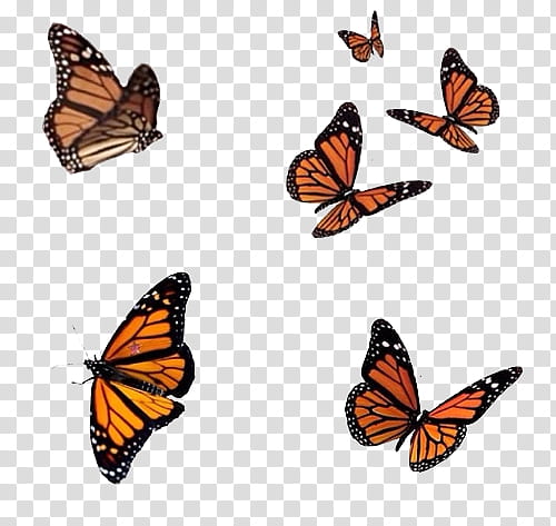 Full, six flying Monarch butterflies transparent background PNG clipart