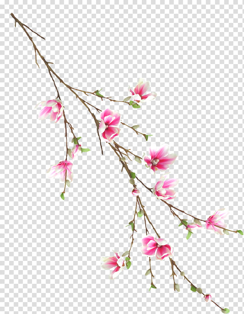 Magnolia Set, pink flowers transparent background PNG clipart