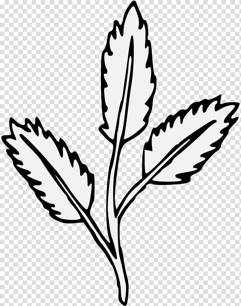 Family Tree Drawing, Line Art, Elderberry, Plant Stem, Plants, Book, Idea, Leaf transparent background PNG clipart