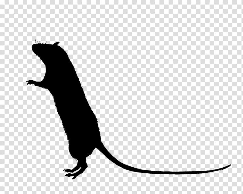 Dog And Cat, Whiskers, Rat, Muroids, Beak, Silhouette, Black M, Tail transparent background PNG clipart