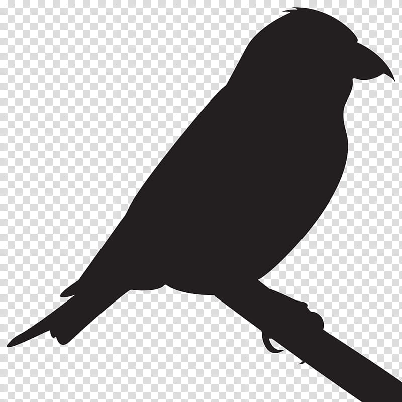 Birds Silhouette, Cornell Lab Of Ornithology, Red Crossbill, American Crow, Beak, Finches, Twobarred Crossbill, All About Birds transparent background PNG clipart