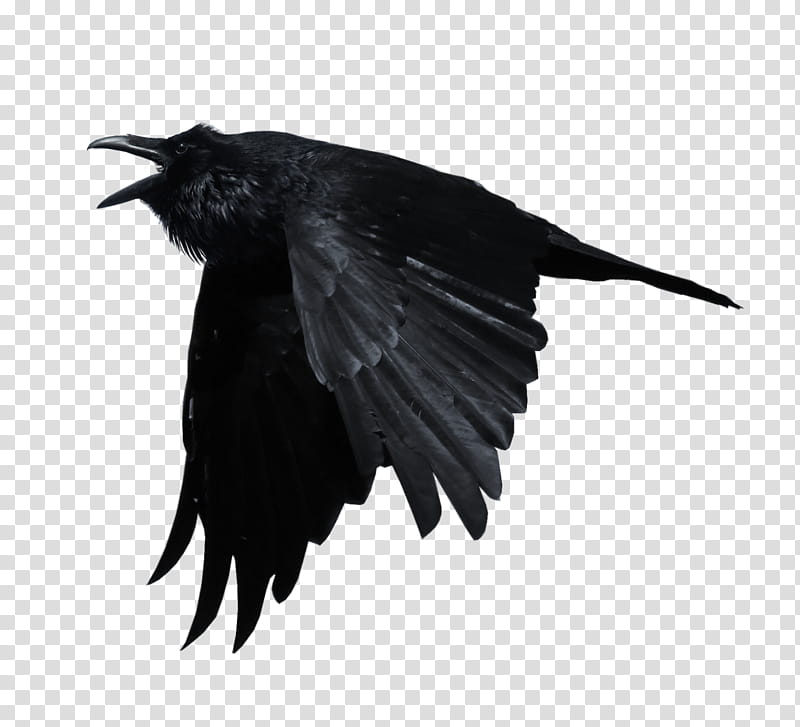 Crows, flying black crow transparent background PNG clipart