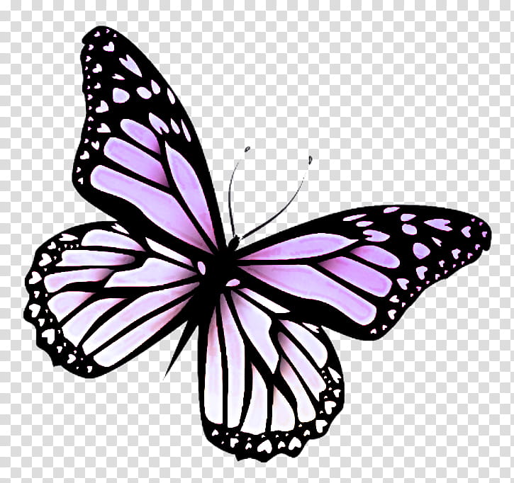 Monarch butterfly, Moths And Butterflies, Insect, Pink, Pollinator, Brushfooted Butterfly, Wing, Melanargia transparent background PNG clipart