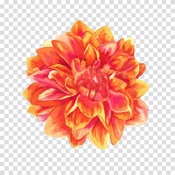 flower power s, orange Marigold flower transparent background PNG clipart