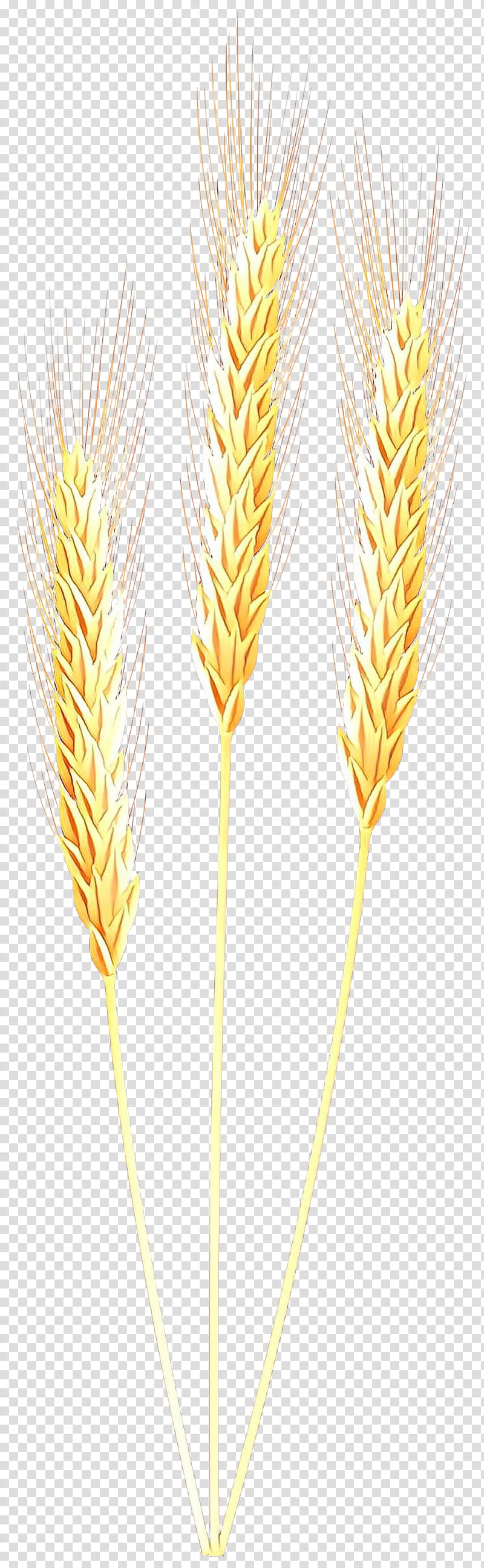Wheat, Emmer, Cereal Germ, Barleys, Yellow, Grass Family, Plant, Food Grain transparent background PNG clipart