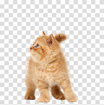 High Quality  Cats , orange tab transparent background PNG clipart