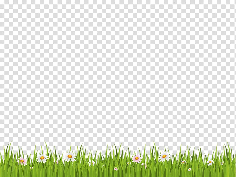 Green Grass, Lawn, Garden, Grasses, Plant, Grass Family, Meadow, Grassland transparent background PNG clipart