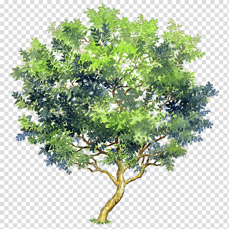 Drawing Of Family, Watercolor Painting, Tree, Architecture, Common Guava, Plants, Shrub, Woody Plant transparent background PNG clipart