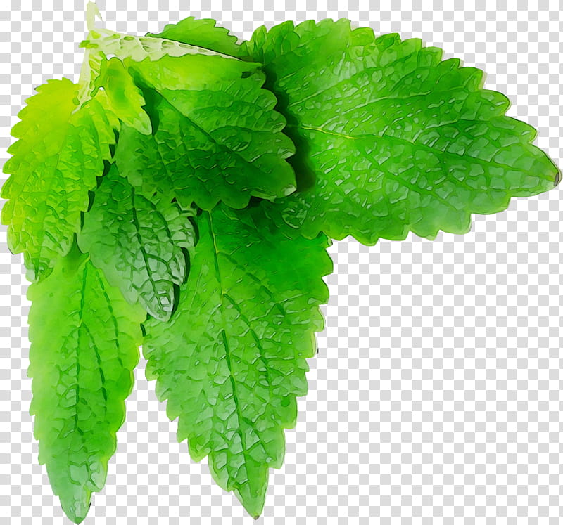 Green Leaf, Lemon Balm, Estx Bares3015 Nr Dl, Herbalism, Melisse Restaurant, Plant, Flower, Peppermint transparent background PNG clipart