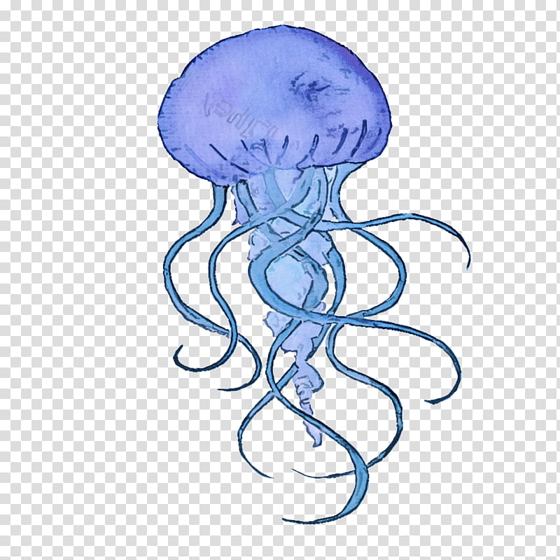 jellyfish cnidaria portuguese man o' war octopus box jellyfish, Portuguese Man O War transparent background PNG clipart